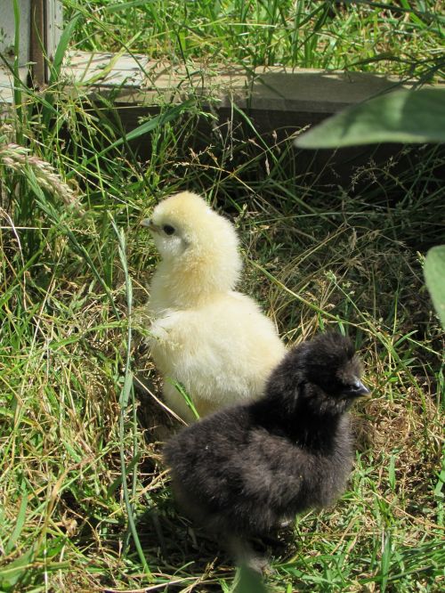 youngling chickens little