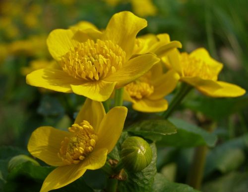 your marigolds spring flower