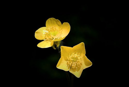 your marigolds  flowers wildflowers  spring