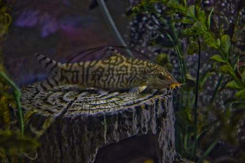 YoYo Loach In Aquarium