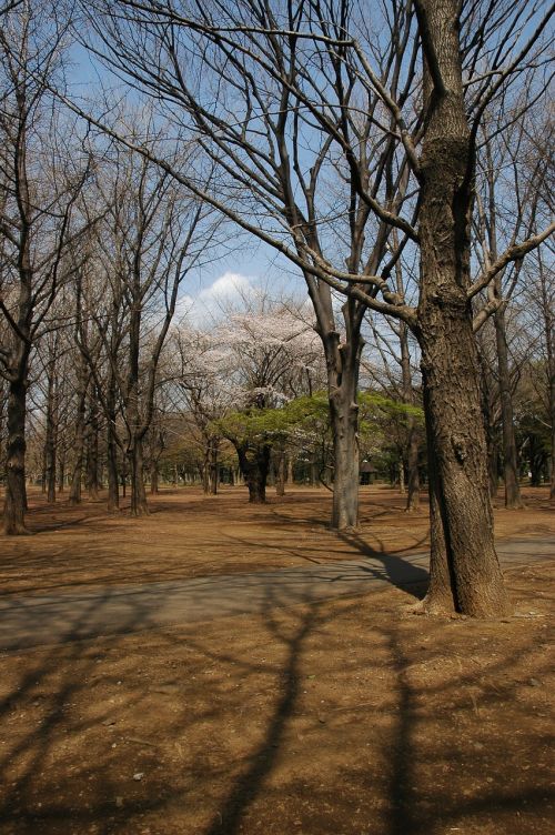 yoyogi park tokyo metropolitan area shibuya