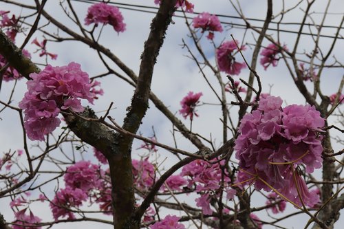 ypê  rosa  flower