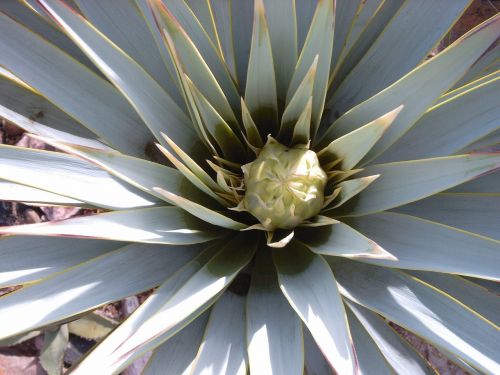 yucca rigida leaves