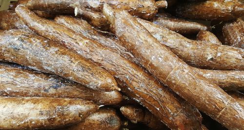 yuca cassava vegetable
