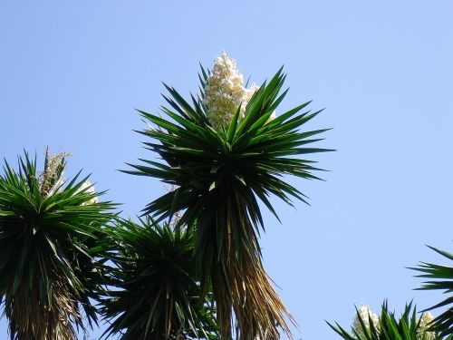 yucca flowers white flowers