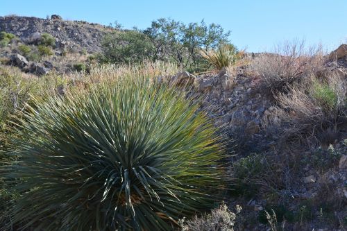 yucca desert plant