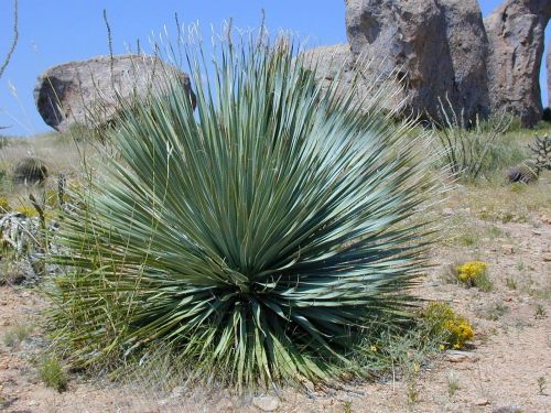 yucca yucca rostrata plant