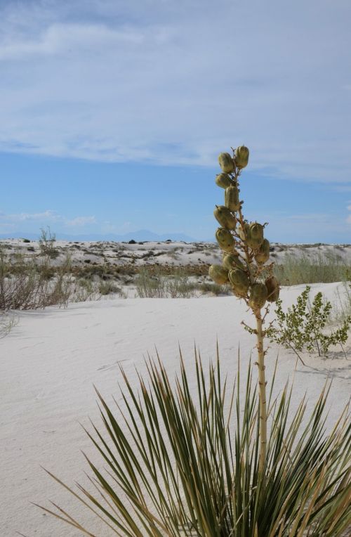 yucca flora desert