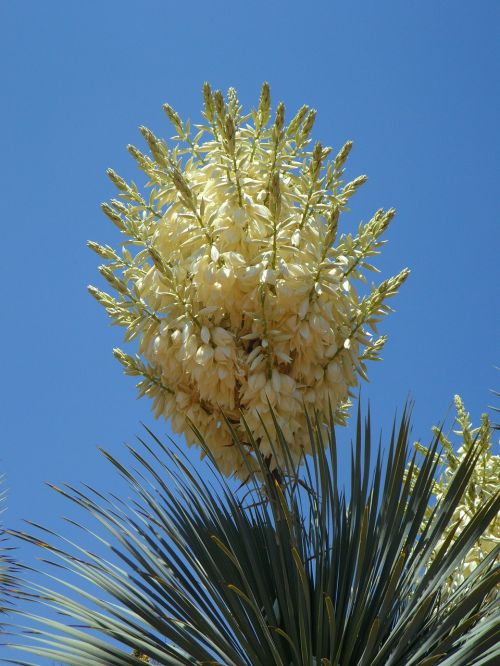 yucca yucca palm blossom