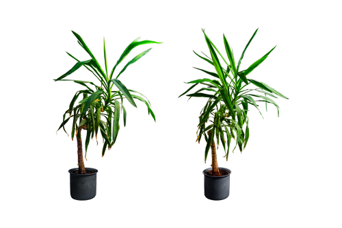 yucca  isolated  flowerpot