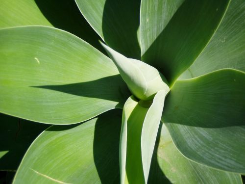 yucca plant green