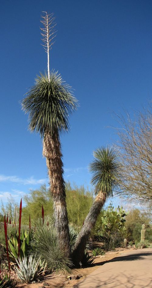 yucca desert nature