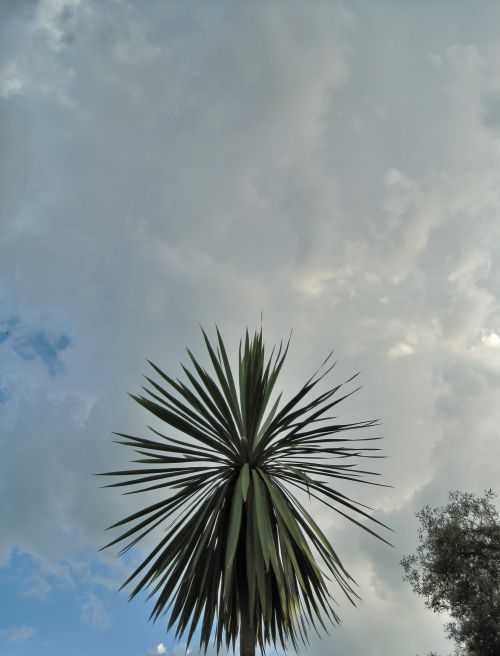 Yucca Against Clouds