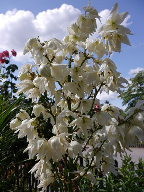 yucca palm palm blossom