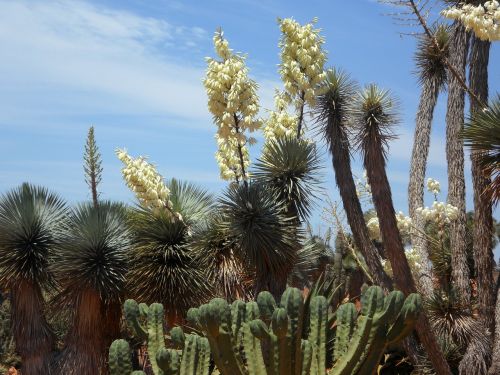 yucca palm yucca flora