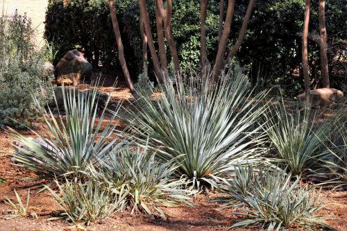 Yucca Plants In Park