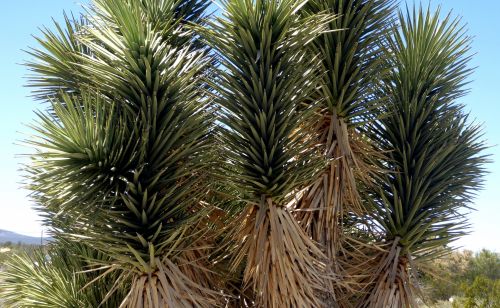 Yucca Tree Branches