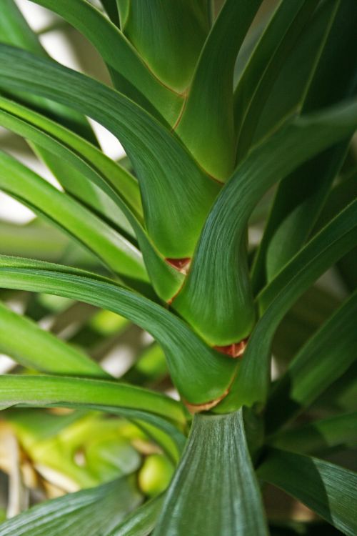 Yuka Plant Leaves