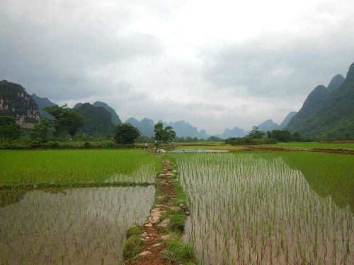 yunnan rice field china