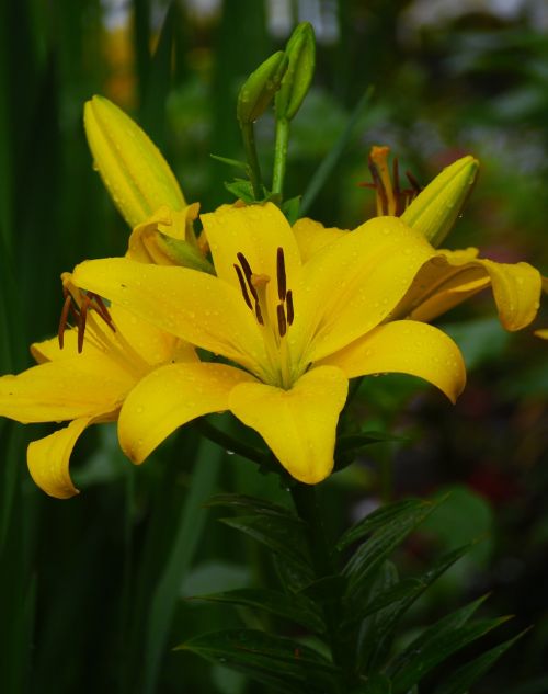 yuri lily yellow