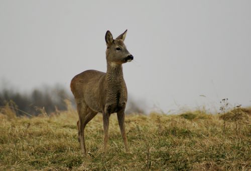 Deer In The Meadow