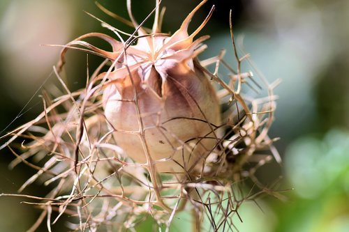 zaadbol  flower  nature