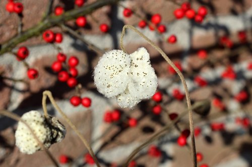 zaadpluis  anemone  red berries