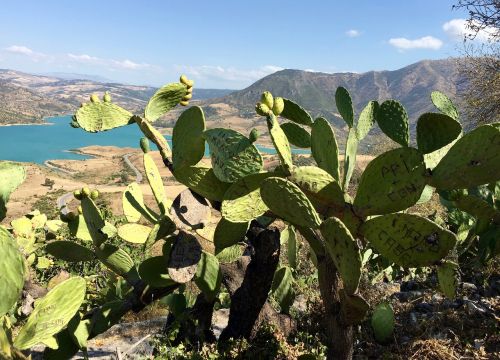 zahara de la sierra andalusia cactus