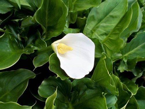 zantedeschia lily white