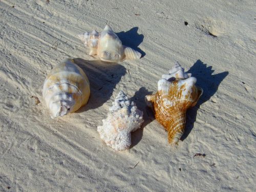 zanzibar beach mussels