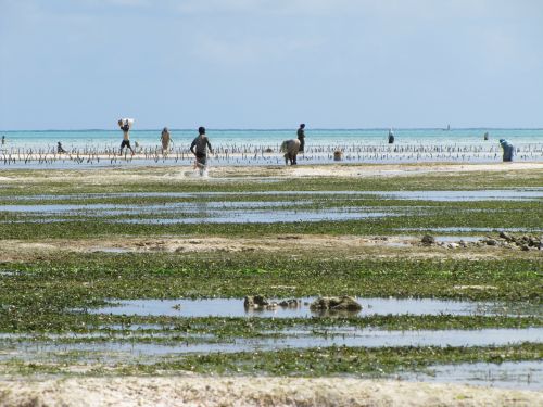 zanzibar coast child running