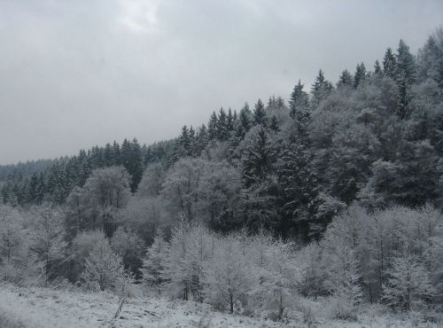 Snowy Forest