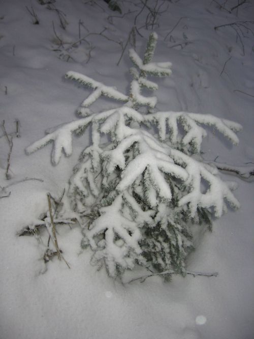 Snowy Tree