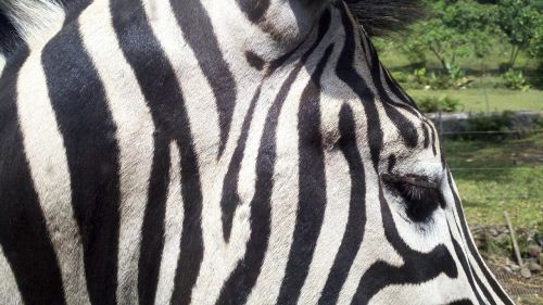 zebra animal zoo