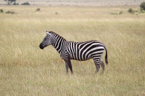 zebra africa serengeti