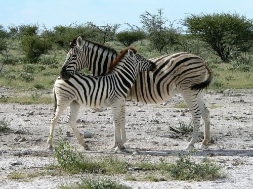 zebra mother with zebra kid africa