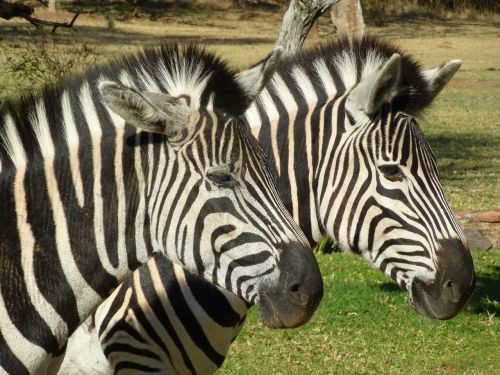 zebra africa black and white striped