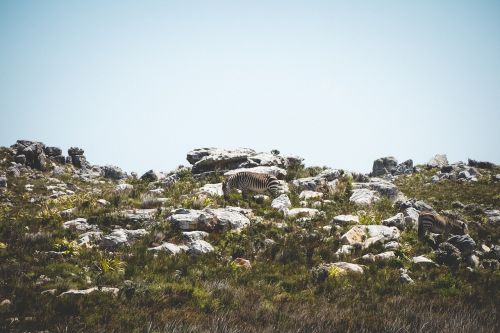 zebra cliff rocks