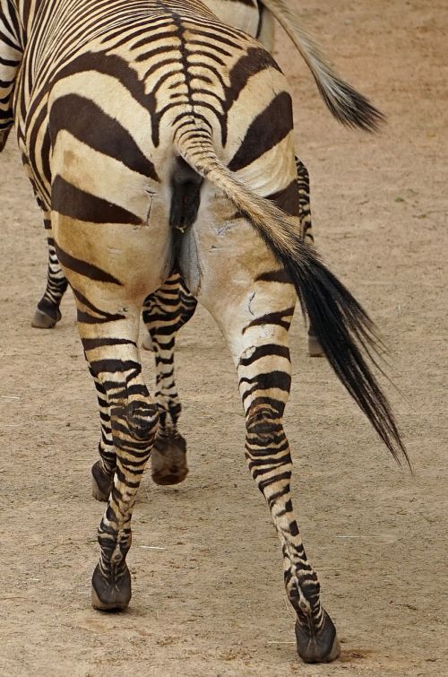 zebra rump black and white