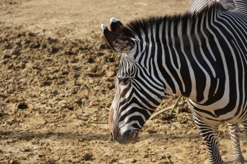 zebra african animals equine