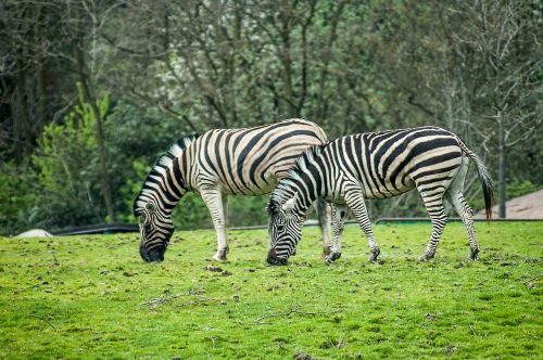 zebra stripes zoo