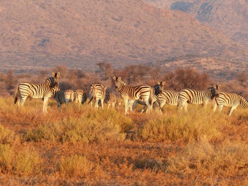 zebra animal herd