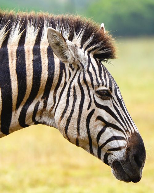 zebra south africa seaview lion park