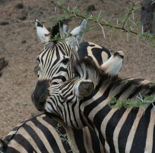 zebra casella park