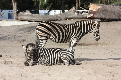 zebra zoo wroclaw