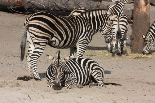 zebra zoo wroclaw