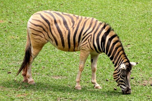 zebra animal striped