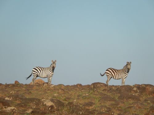 zebra africa curiosity