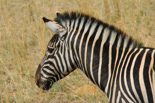 zebra exciting adventure
