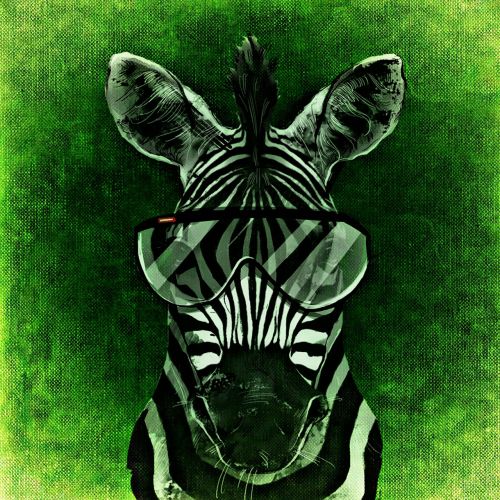 zebra cool abstract